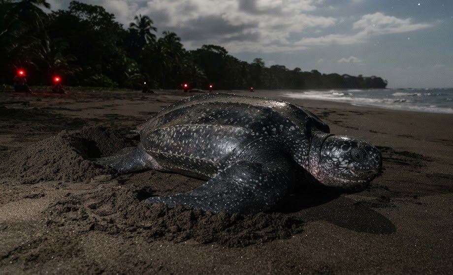 La ponte des tortues luth, un spectacle rare sur les plages guyanaises