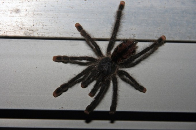araignée matoutou posée sur une main en Guyane