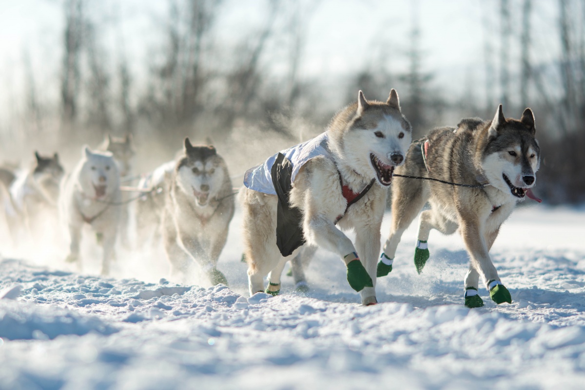 Virée en traineau à travers les plaines de la Finlande 3 Chiens - Finlande