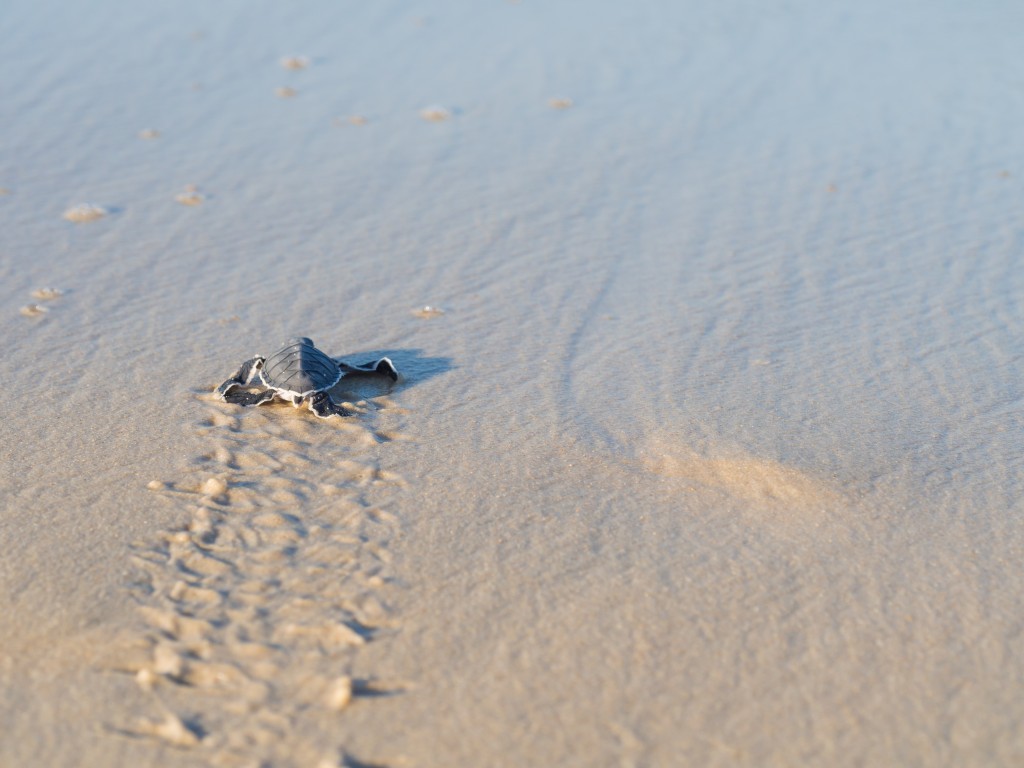 La Guyane, terre d’émotions, avec les tortues Luth La Guyane, terre d’émotions, avec les tortues Luth
