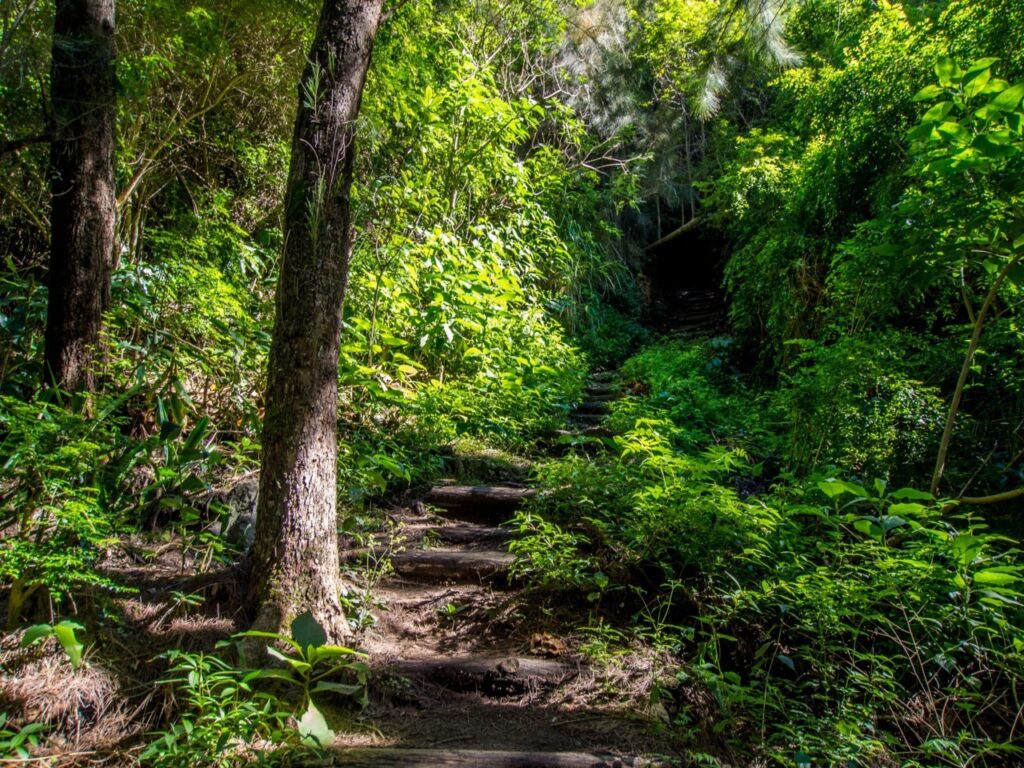 Forêt du Cirque de Cilaos à La Reunion