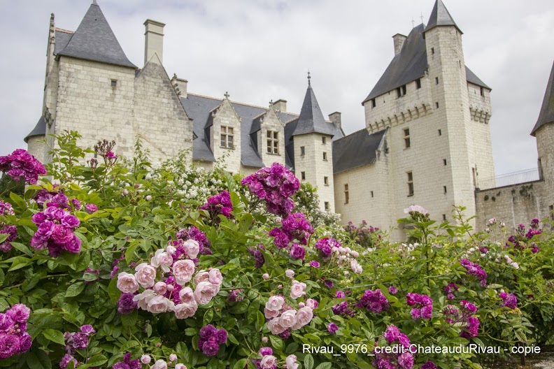 Jardins de roses… 5 Le château de Rivau - son jardin de roses