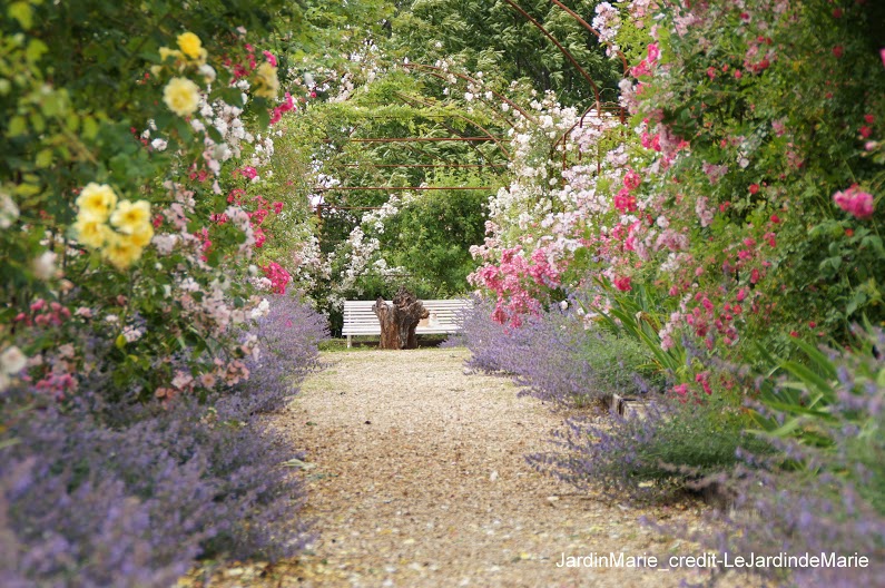 Jardins de roses… 8 Le jardin de Marie - roses