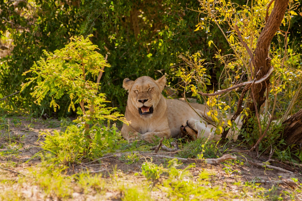 Une meute de lions - Parc Kruger - Afrique du Sud