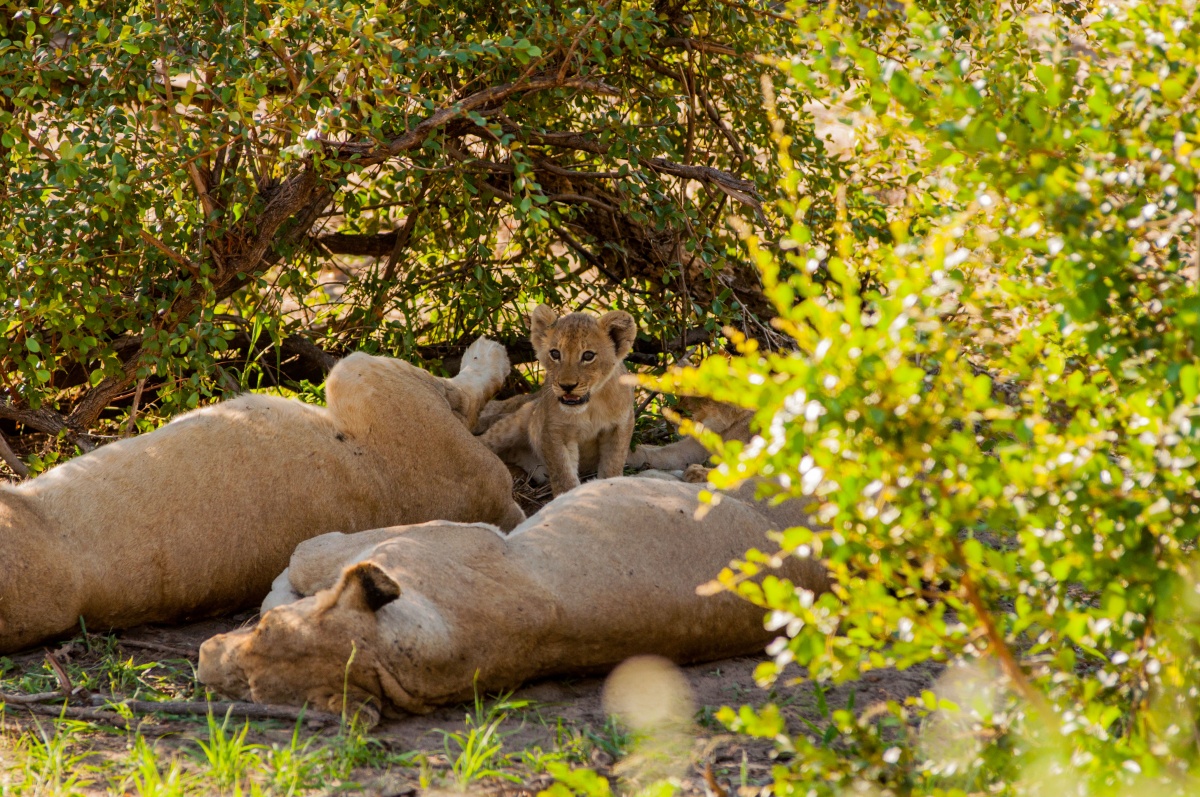 lionceaux - Parc Kruger - Afrique du Sud