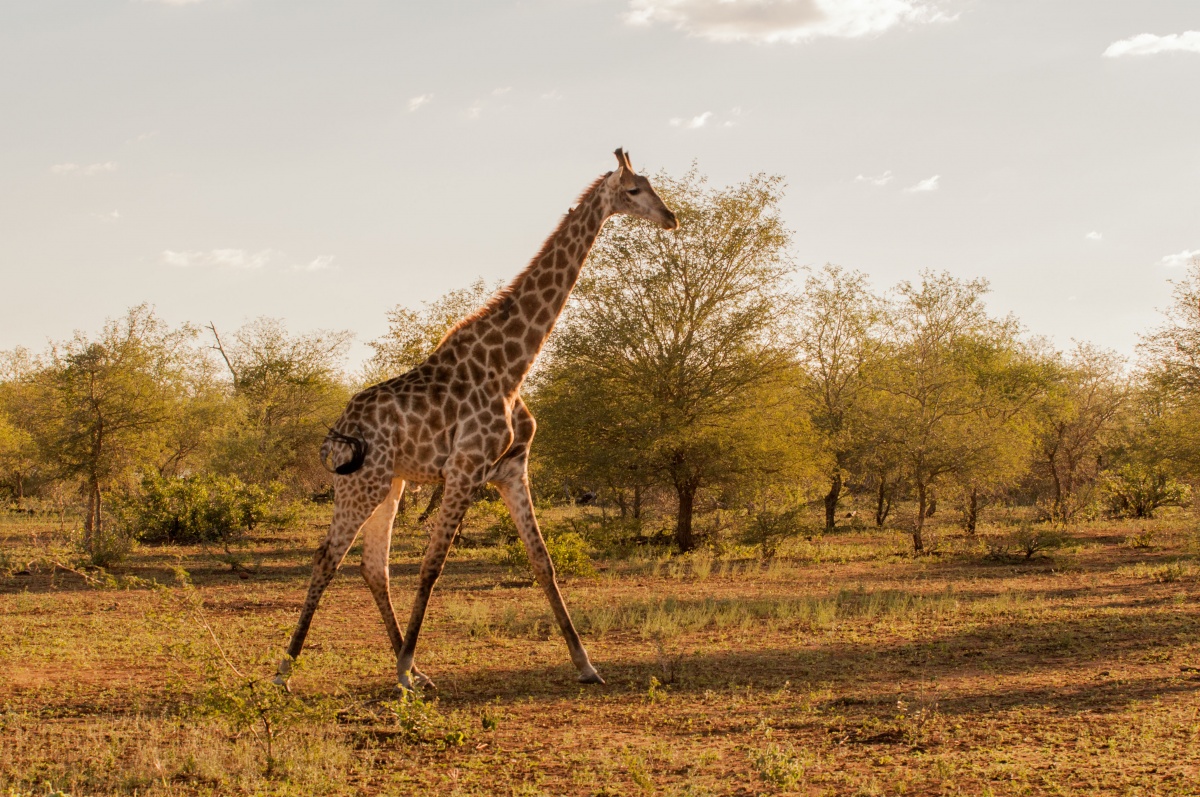Une autre girafe - Parc Kruger Afrique du sud