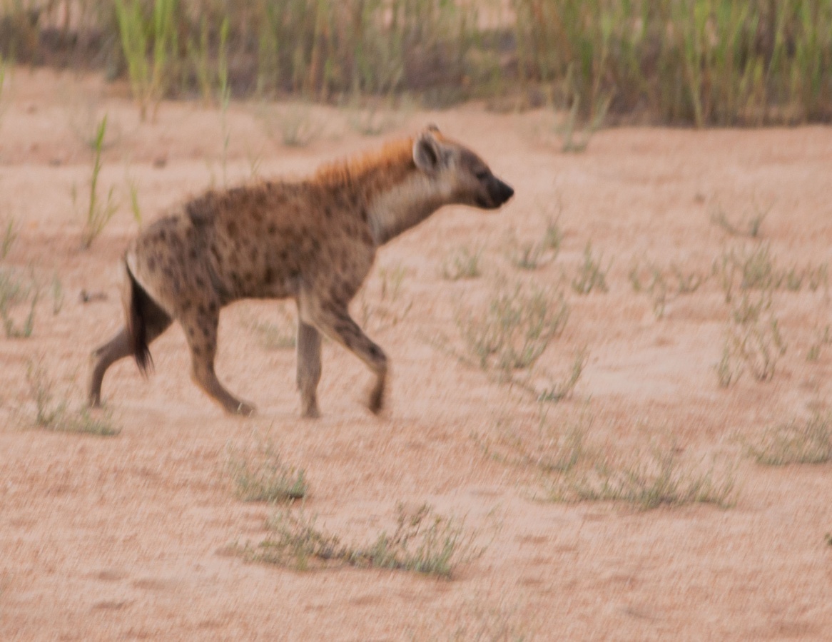 Un hyène - Parc Kruger - Afrique du Sud