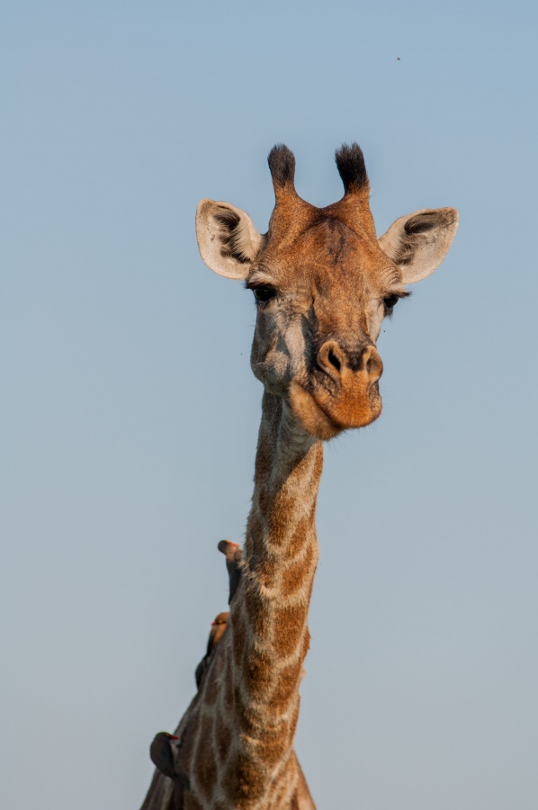 girafe - Parc Kruger Afrique du sud