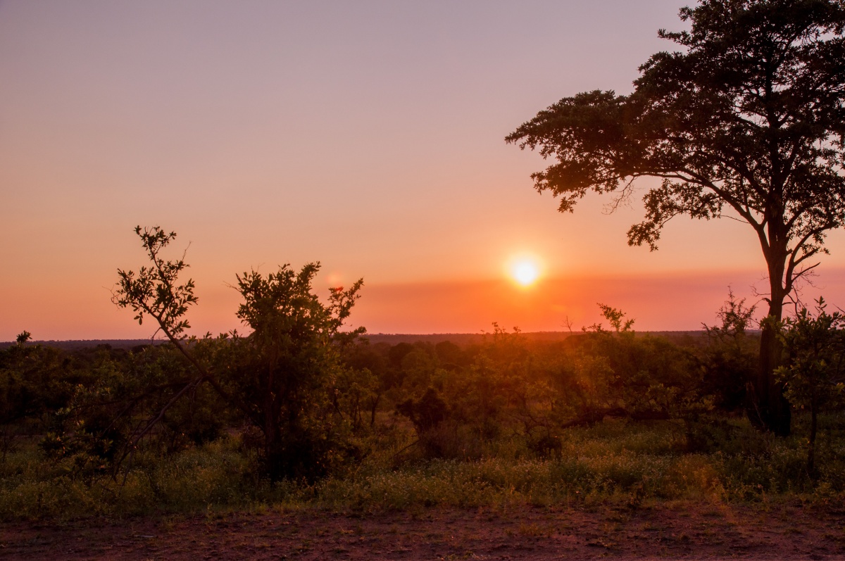 Dans la savane - Parc Kruger Afrique du sud