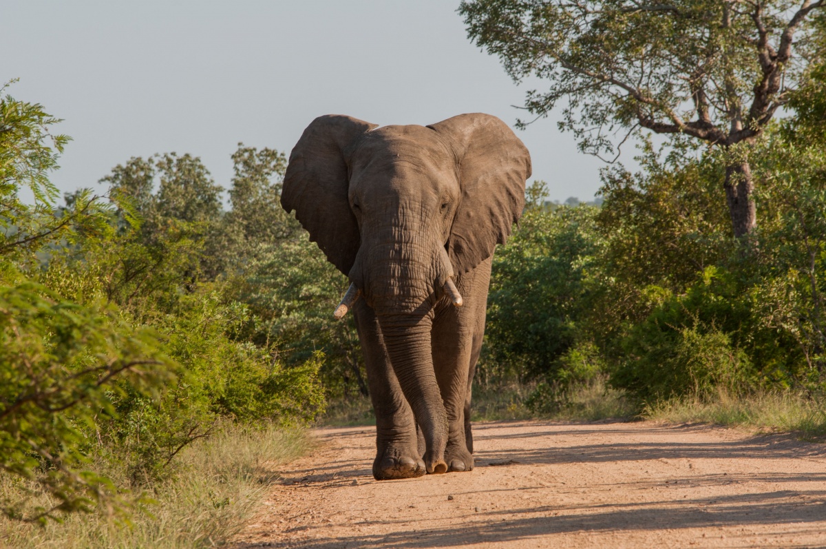 éléphant - Parc Kruger - Afrique du Sud
