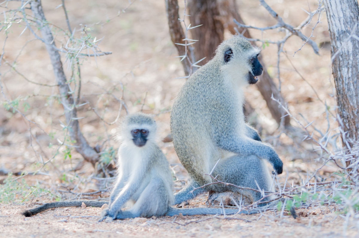 Des singes regroupées - Parc Kruger - Afrique du Sud