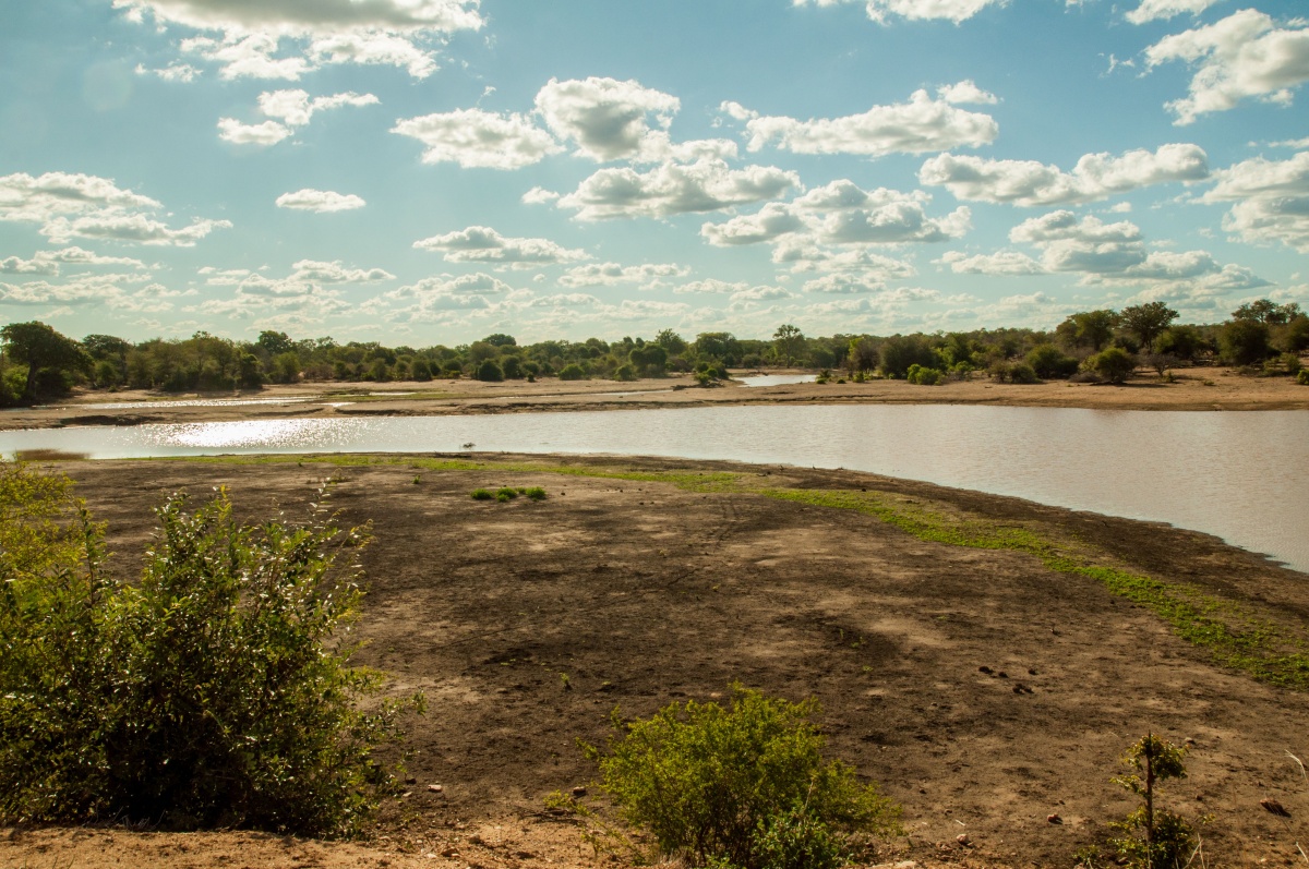 piste de la rivière -éléphants - Parc Kruger Afrique du sud