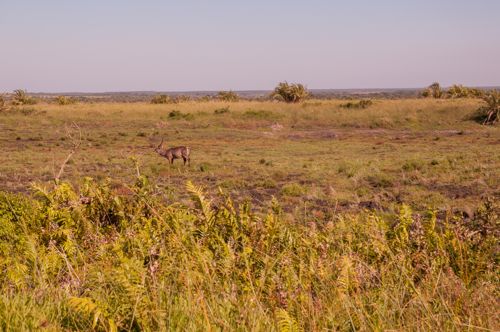 Faune sauvage dans le parc iSimangaliso, que faire à St Lucia