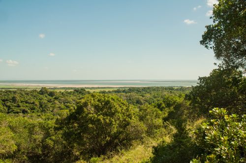 Végétation tropicale dans le parc national iSimangaliso, St Lucia