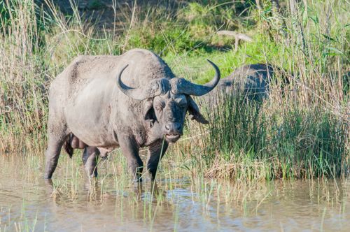 Crocodiles et hippopotames dans l'estuaire de St Lucia
