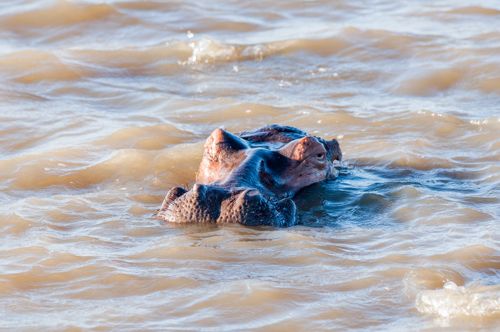 Hippopotames émergent de l'estuaire de St Lucia, KwaZulu-Natal
