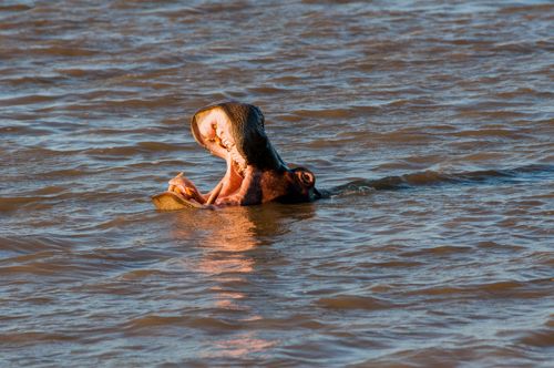 Groupe d'hippopotames sur l'estuaire de St Lucia