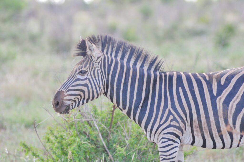 Un zébre au Kruger Parc