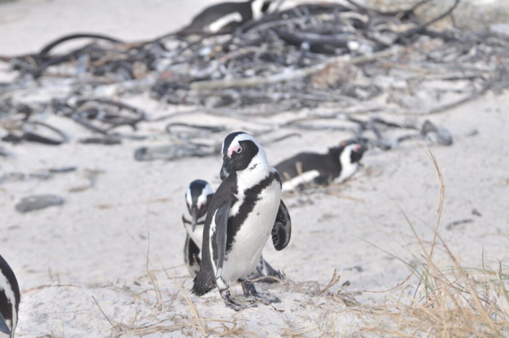 Des pingouins en nombre à Cape Point
