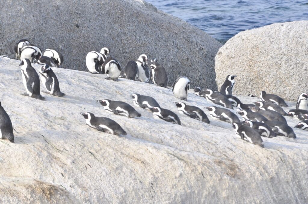 Les pingouins se prélassent au soleil