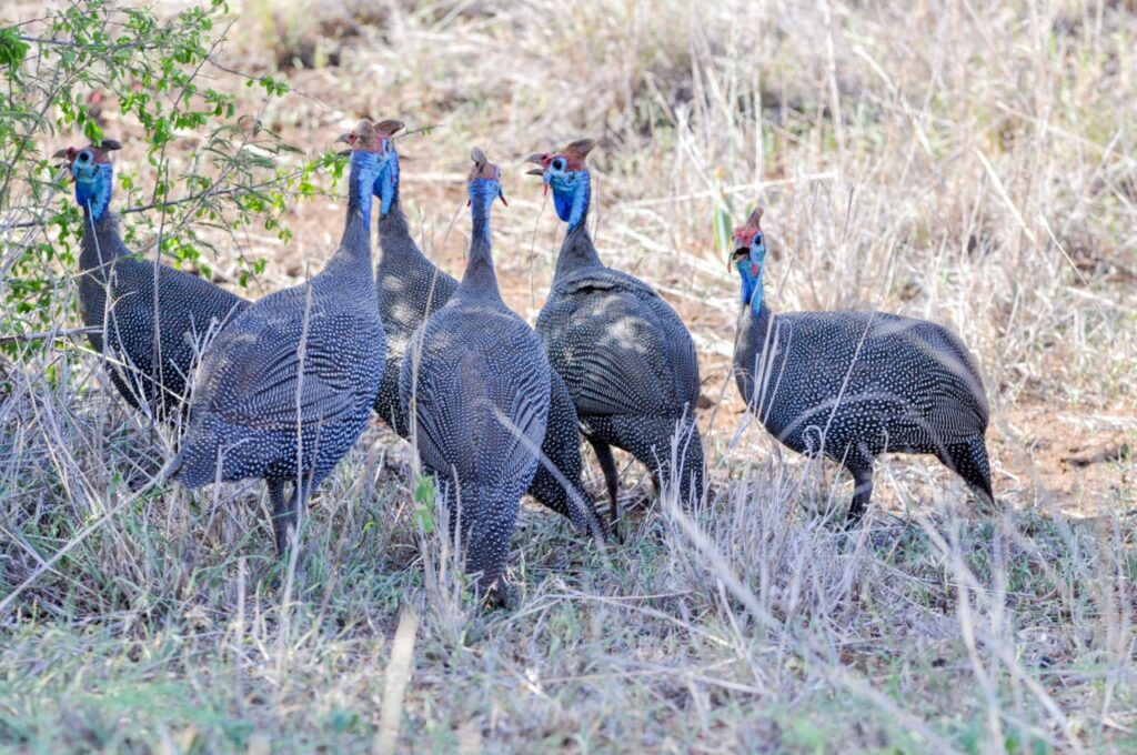 Des pintades au Kruger
