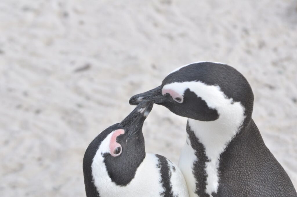 Un bisou de pingouins