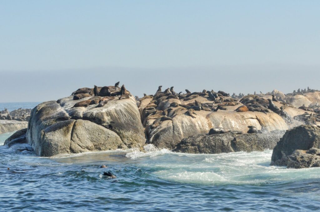 île uniquement peuplé d'otaries