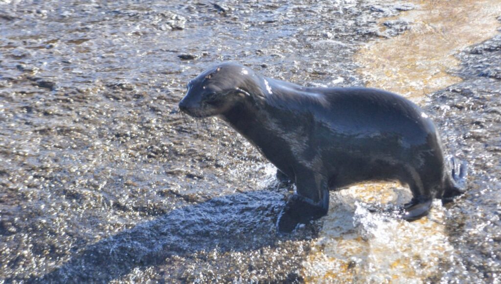 Un de ces otaries