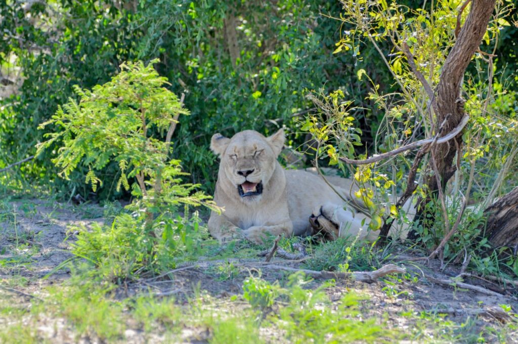 Une lionne au Kruger Parc