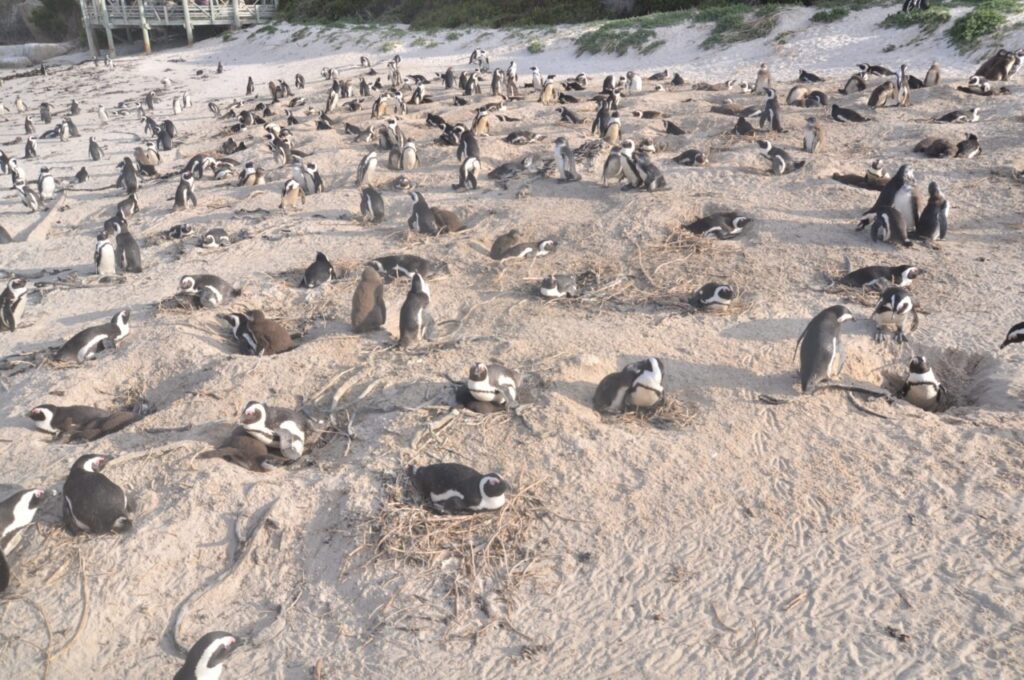La population des pingouins est colossale sur cette plage