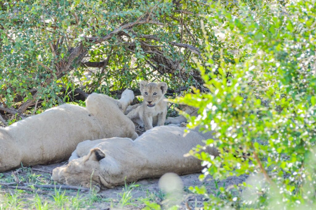 Un lionceau au Kruger Parc