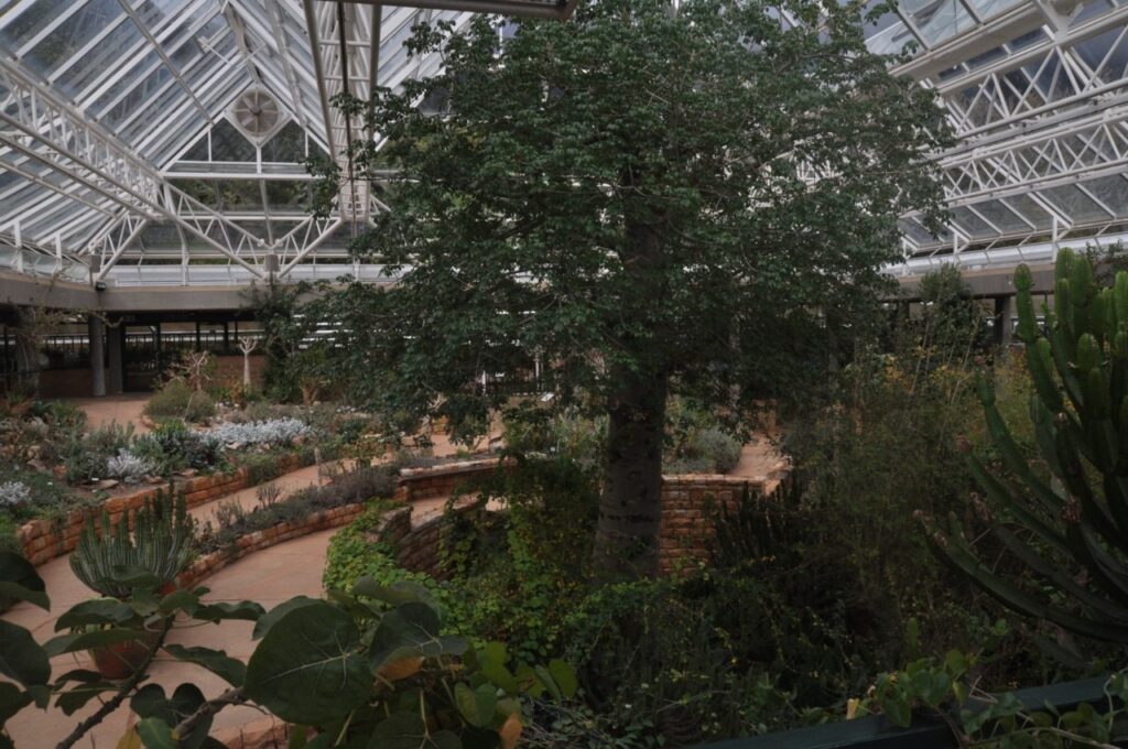 A notre retour, nous décidons de rejoindre le Parc Kirstenboch Garden