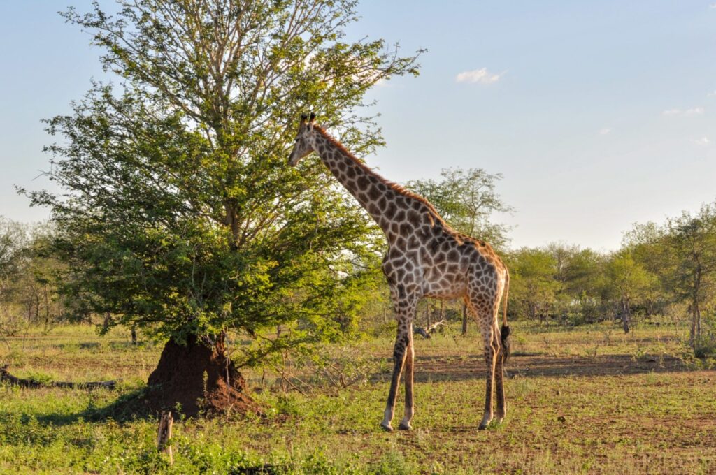 Une girafe au Kruger