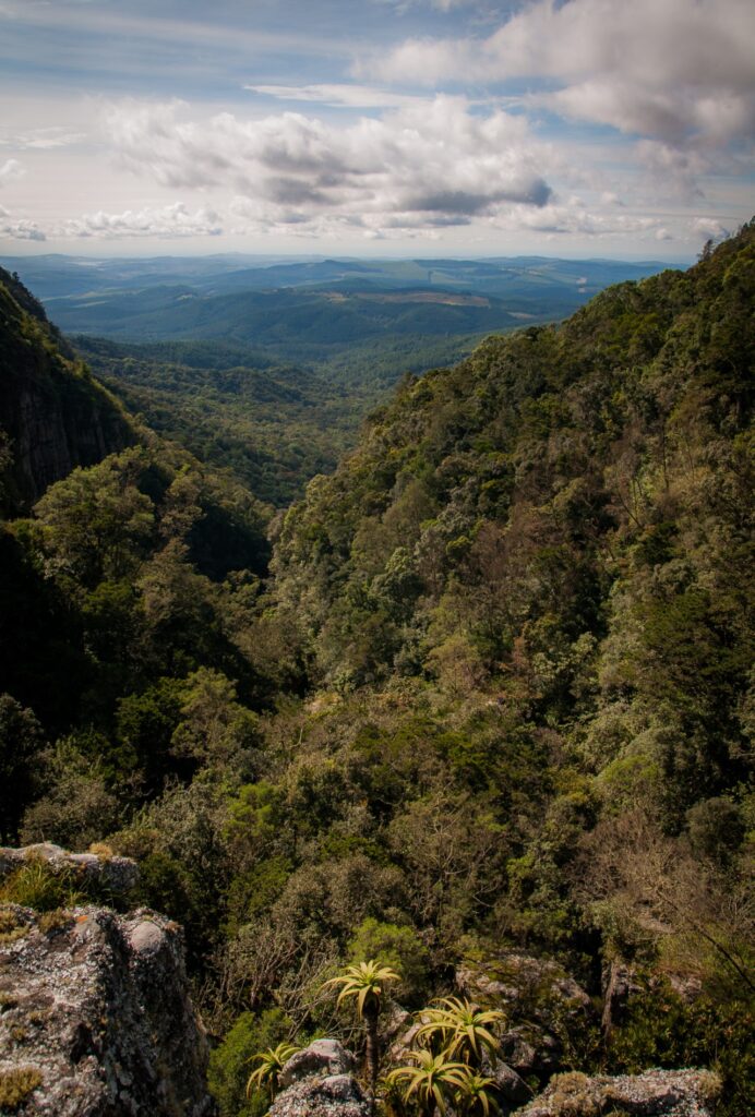 Un océan de verdure s'étale face à nous