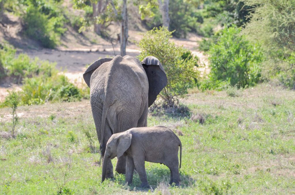 Un bébé éléphant avec sa mère