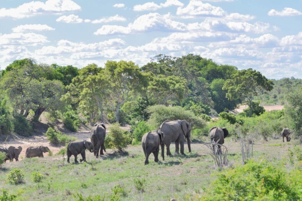 Un troupeau d'éléphants