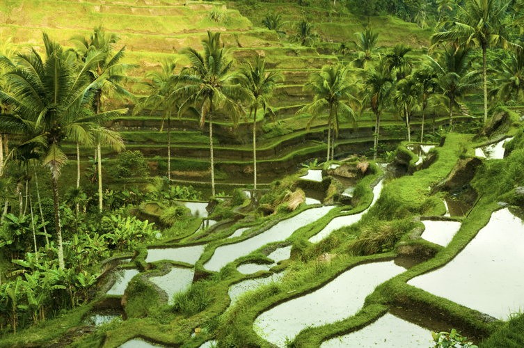 Ubud à Bali, le dépaysement garanti