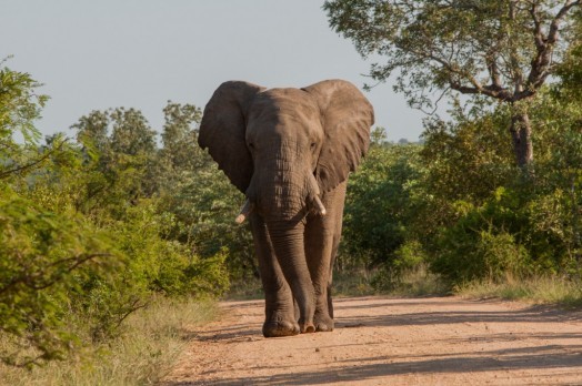 Parc Kruger