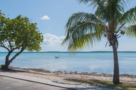 Voyage aux Bahamas, escale à Harbour Island 16 Cocotiers - palmiers - Harbour Island - voyage Bahamas