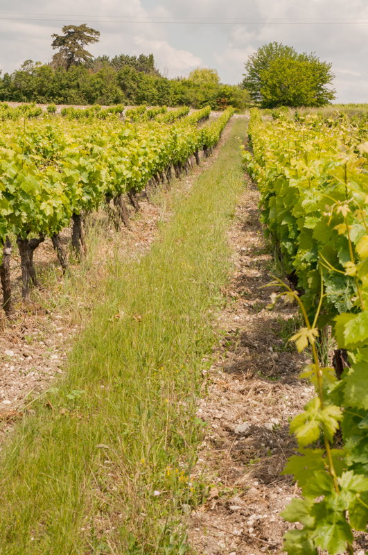 Dans les champs de vignes