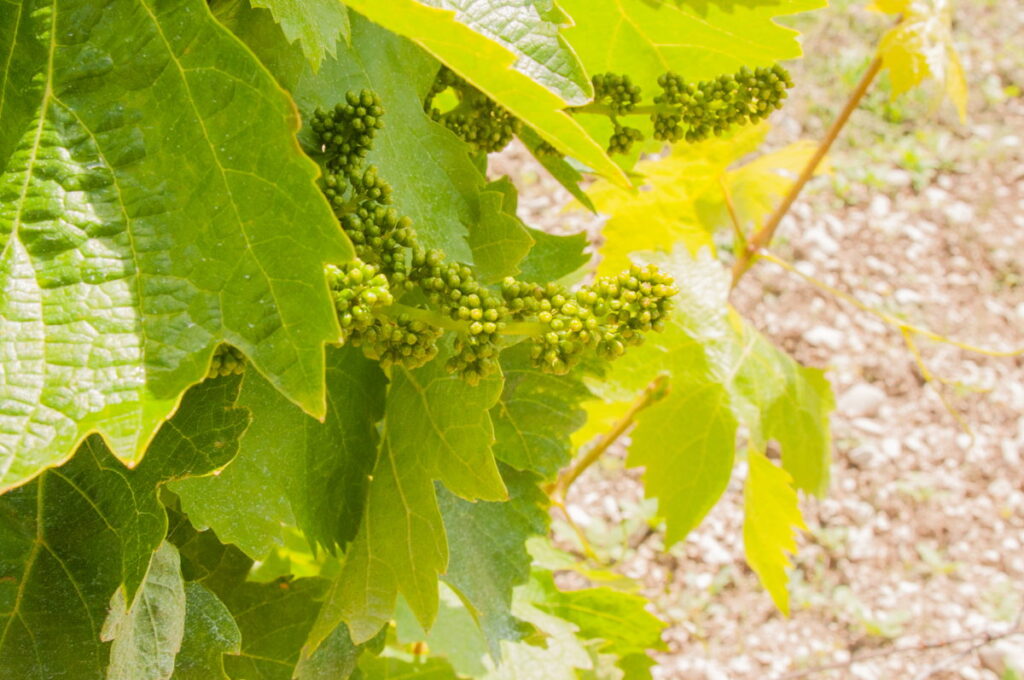 Vignes Vaucluse