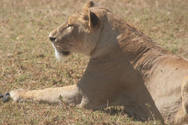 Mon voyage sur le cratère du Ngorongoro, en Tanzanie 5 Lion - voyage cratère du Ngorongoro - Tanzanie