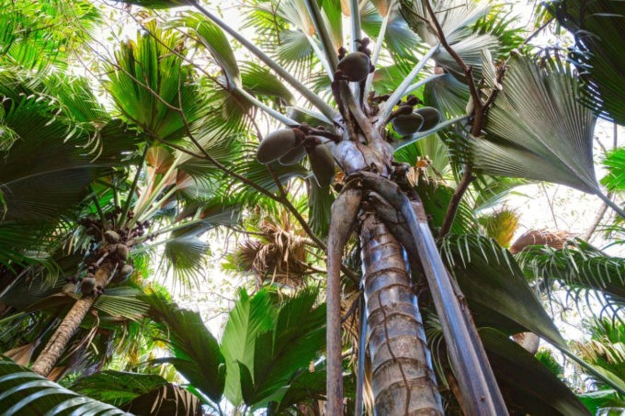 les cocotiers 680x453 1