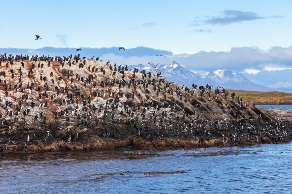 Colonie de cormorans sur un îlot du canal Beagle face aux montagnes enneigées, Ushuaïa Colonie de cormorans sur un îlot du canal Beagle face aux montagnes enneigées, Ushuaïa