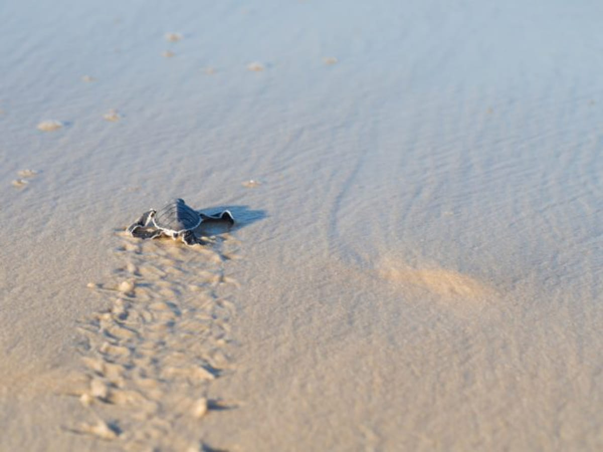 Bébé tortue luth rejoignant l'océan sur le sable de la plage de Rémire-Montjoly, en Guyane