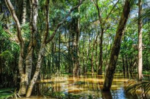 Forêt inondée aux arbres les pieds dans l'eau pendant la crue, près de Santarém Forêt inondée aux arbres les pieds dans l'eau pendant la crue, près de Santarém