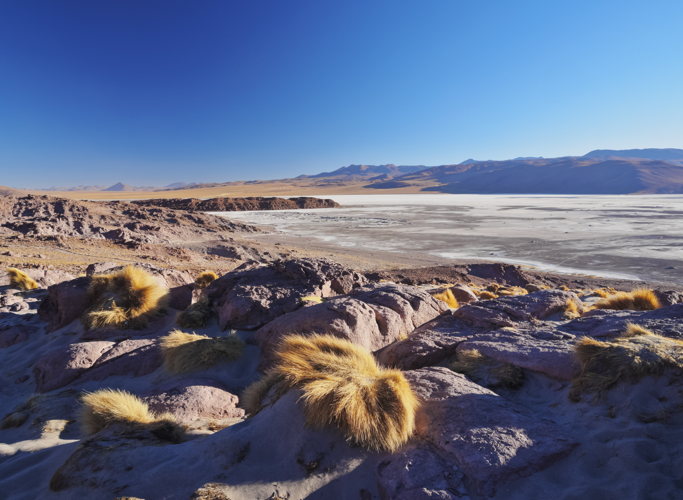 Touffes d'herbe jaune devant une lagune blanche, sur l'altiplano bolivien Touffes d'herbe jaune devant une lagune blanche, sur l'altiplano bolivien