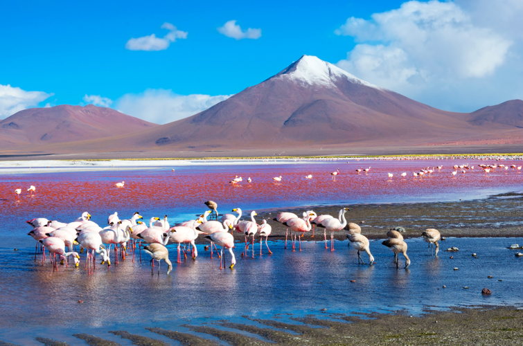 Flamants roses sur les eaux rouges de la Laguna Colorada, au pied d'un volcan enneigé, en Bolivie Flamants roses sur les eaux rouges de la Laguna Colorada, au pied d'un volcan enneigé, en Bolivie