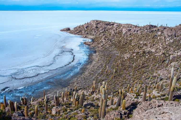 L'île Incahuasi couverte de cactus géants, entourée par le désert de sel d'Uyuni L'île Incahuasi couverte de cactus géants, entourée par le désert de sel d'Uyuni