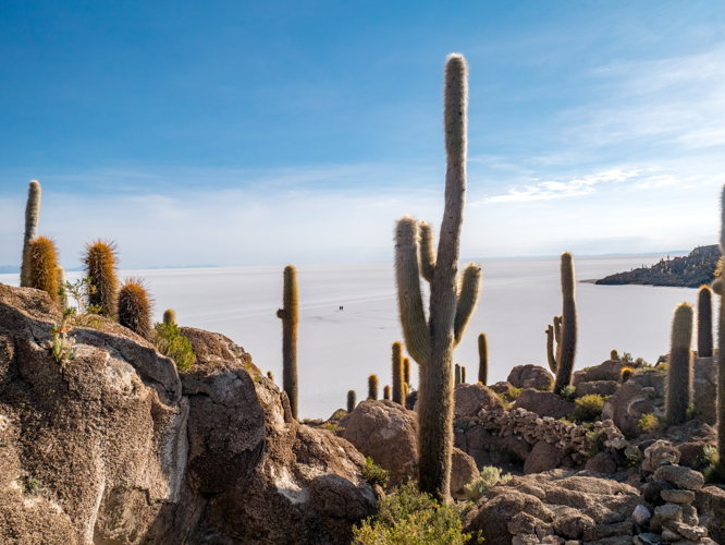 Cactus géants de l'île Incahuasi dominant le Salar de Uyuni Cactus géants de l'île Incahuasi dominant le Salar de Uyuni